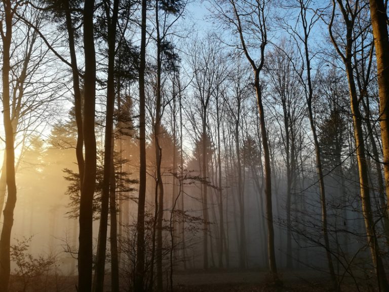 Der Nebel lichtet sich