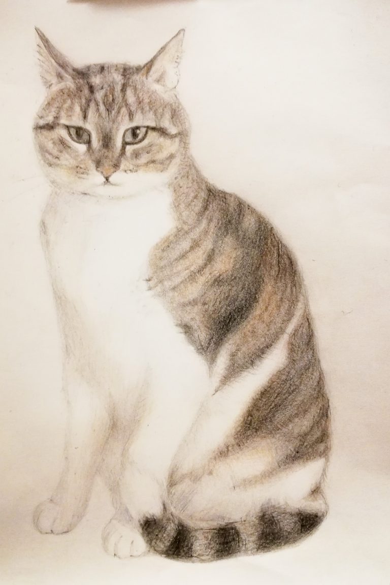 Cat Drawing