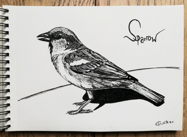 Ink Drawing Sparrow