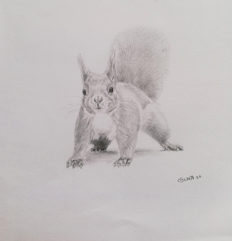 Squirrel Drawing