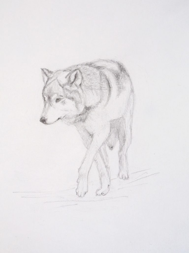 Wolf Drawing