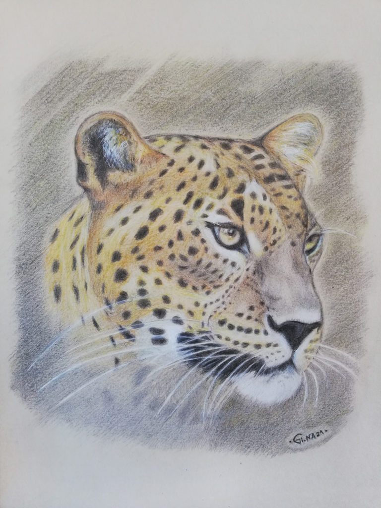 Leopard Pencil Drawing