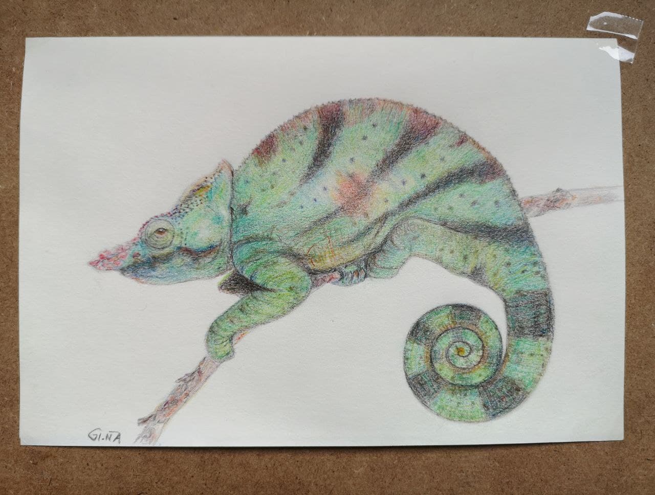Chameleon Pencil Drawing
