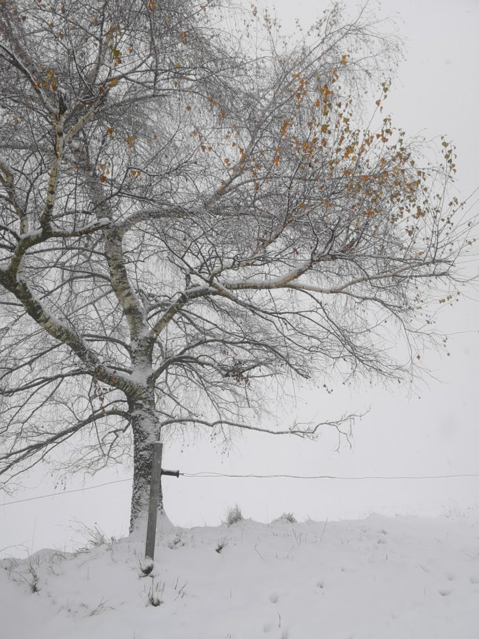 Winter Photo Gina Janosch