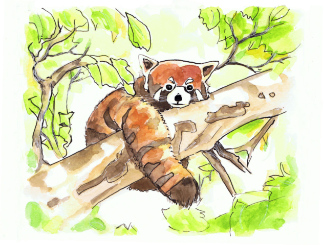 Aquarell Roter Panda GJ