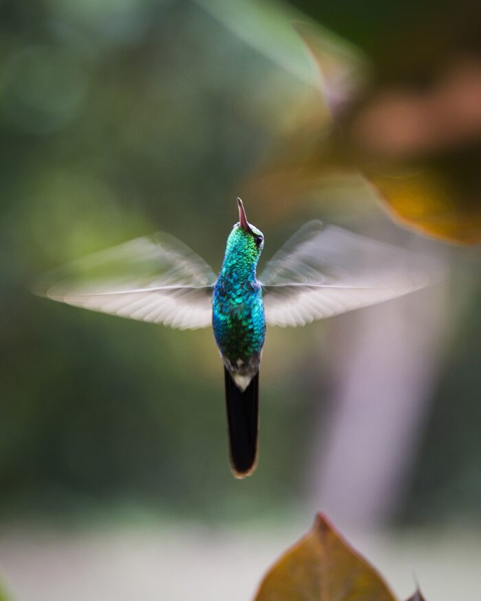 Kolibri / hummingbird